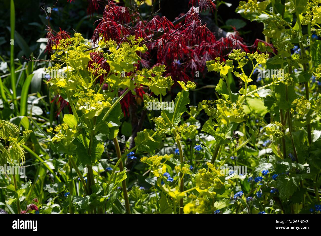 Smyrnium perfoliatum, red acer palmatum dissectum rubra and forget-me-nots (mysotis) in a spring garden UK April Stock Photo