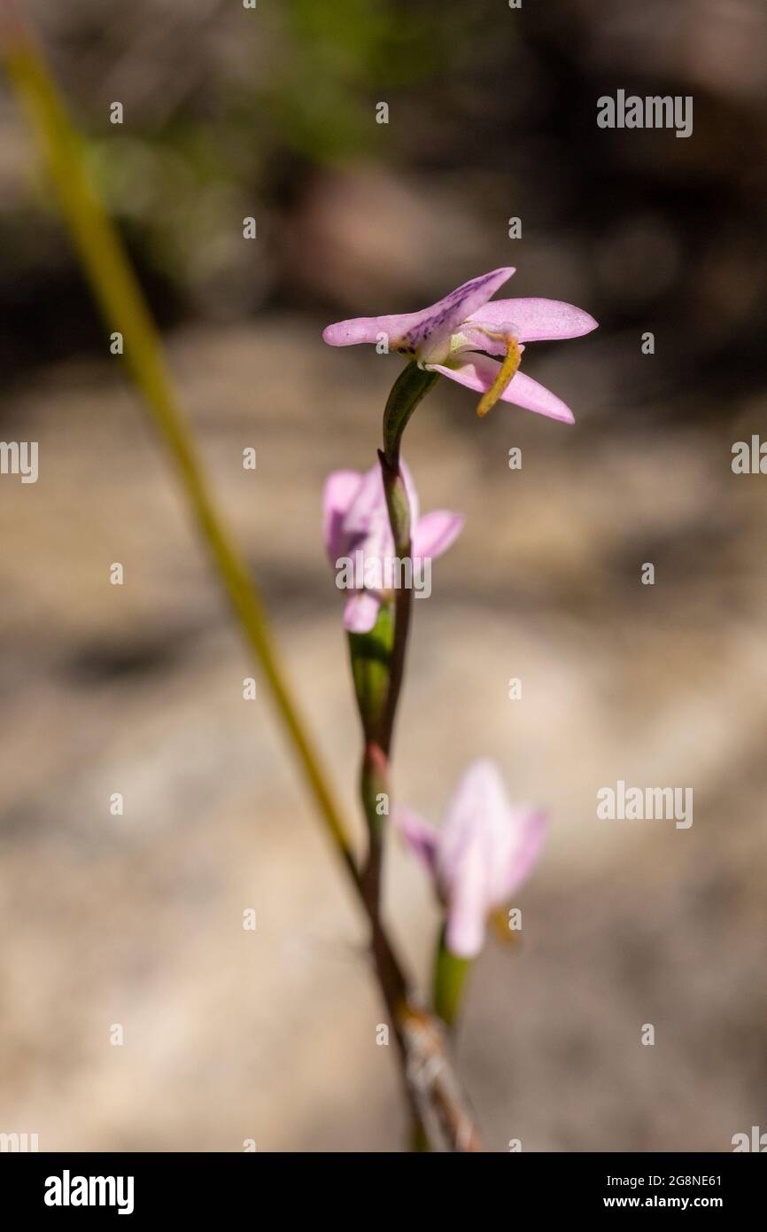 Flowers of Disa obliqua ssp. clavigera, a terrerstrial orchid, in natural habitat in the Bain's Kloof in the Western Cape of South Africa Stock Photo