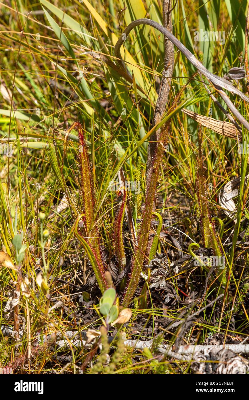 Portrait of a single Drosera regia in natural habitat in the Bain's ...