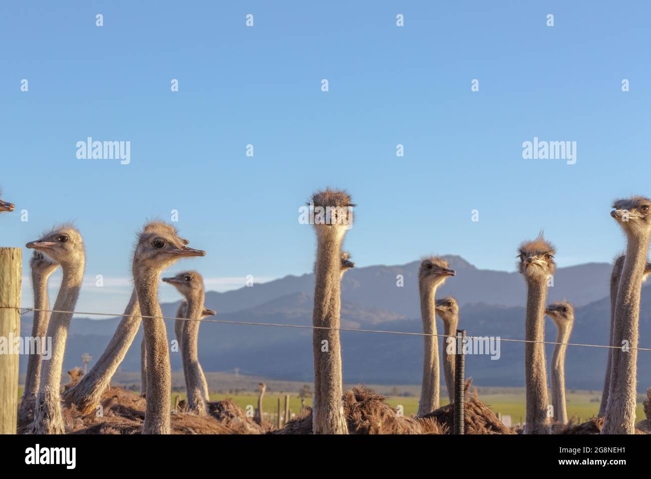 Heads of the common ostrich seen close to Tulbagh in the Western Cape of South Africa Stock Photo