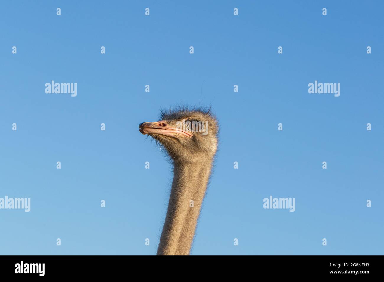 Portrait of the head of a common ostrich (Struthio camelus) near Tulbagh in the Western Cape of South Africa Stock Photo