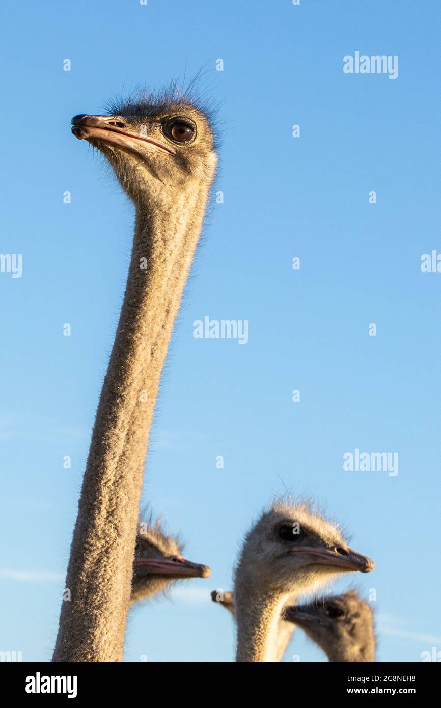 Head of the common ostrich, seen close to Tulbagh in the Western Cape of South Africa Stock Photo
