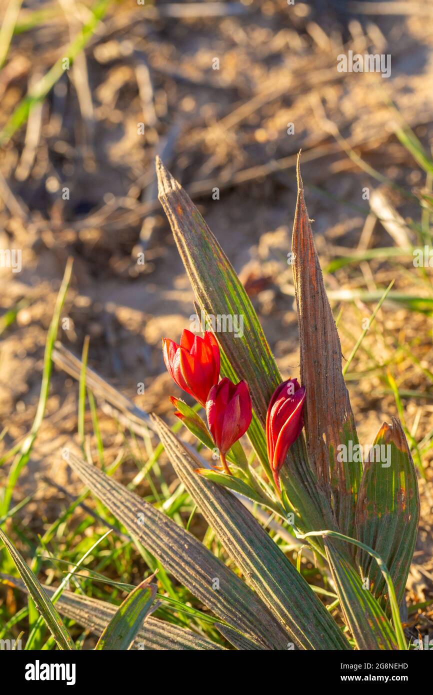 The red flowering Babiana villosa in natural habitat close to Tulbagh in the Western Cape of South Africa Stock Photo