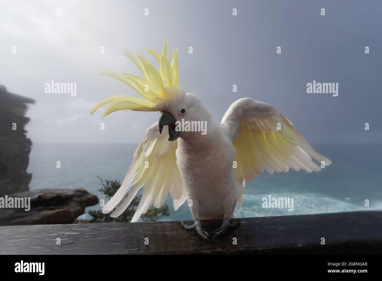 Close Up of an agitated Cockatoo with Raised Crest and Feathers flying in all Directions Stock Photo