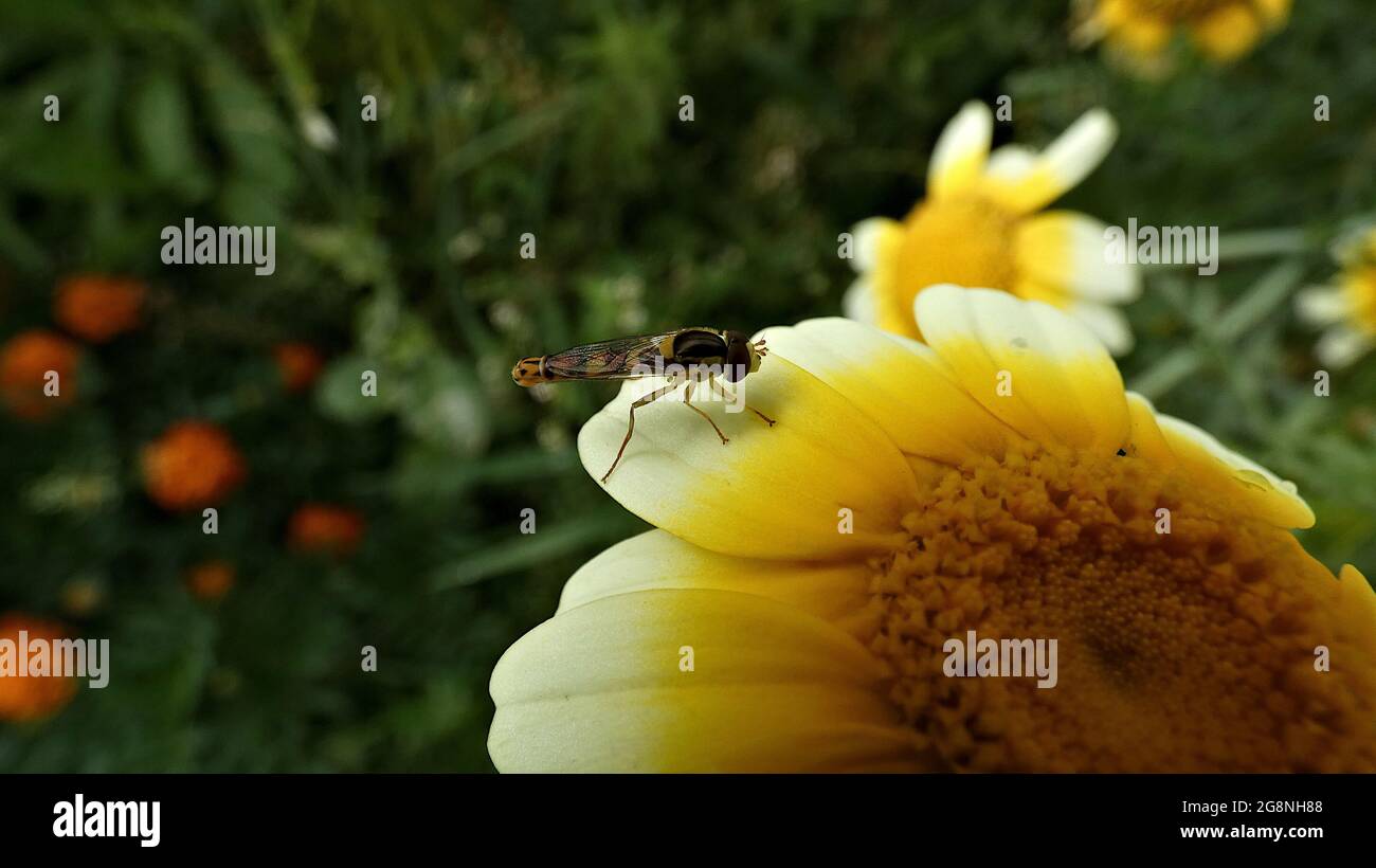 Insect on a chamomile Stock Photo - Alamy