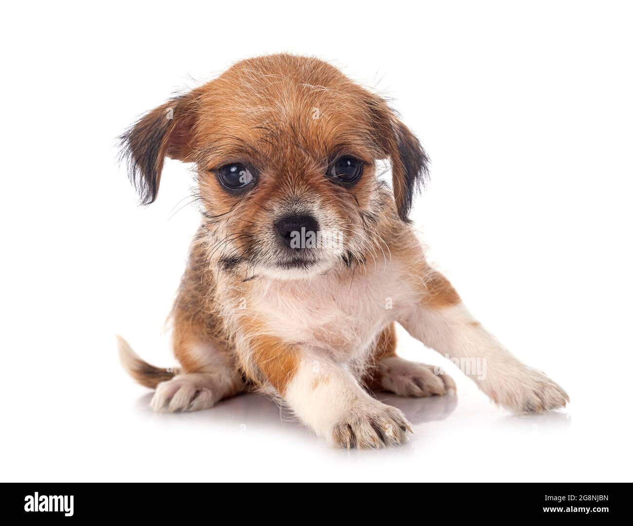 little chihuahua in front of white background Stock Photo