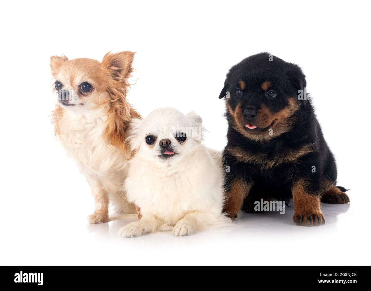 puppy rottweiler and chihuahua in front of white background Stock Photo -  Alamy