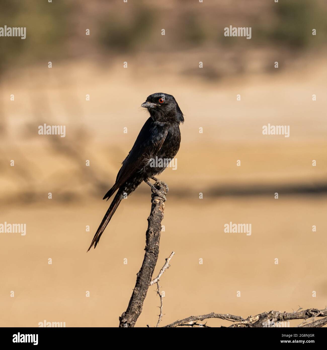 Fork tailed drongo plumage hi-res stock photography and images - Alamy