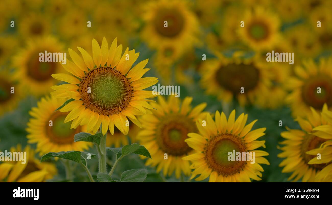 Detail of the sunflower field hi-res stock photography and images - Alamy