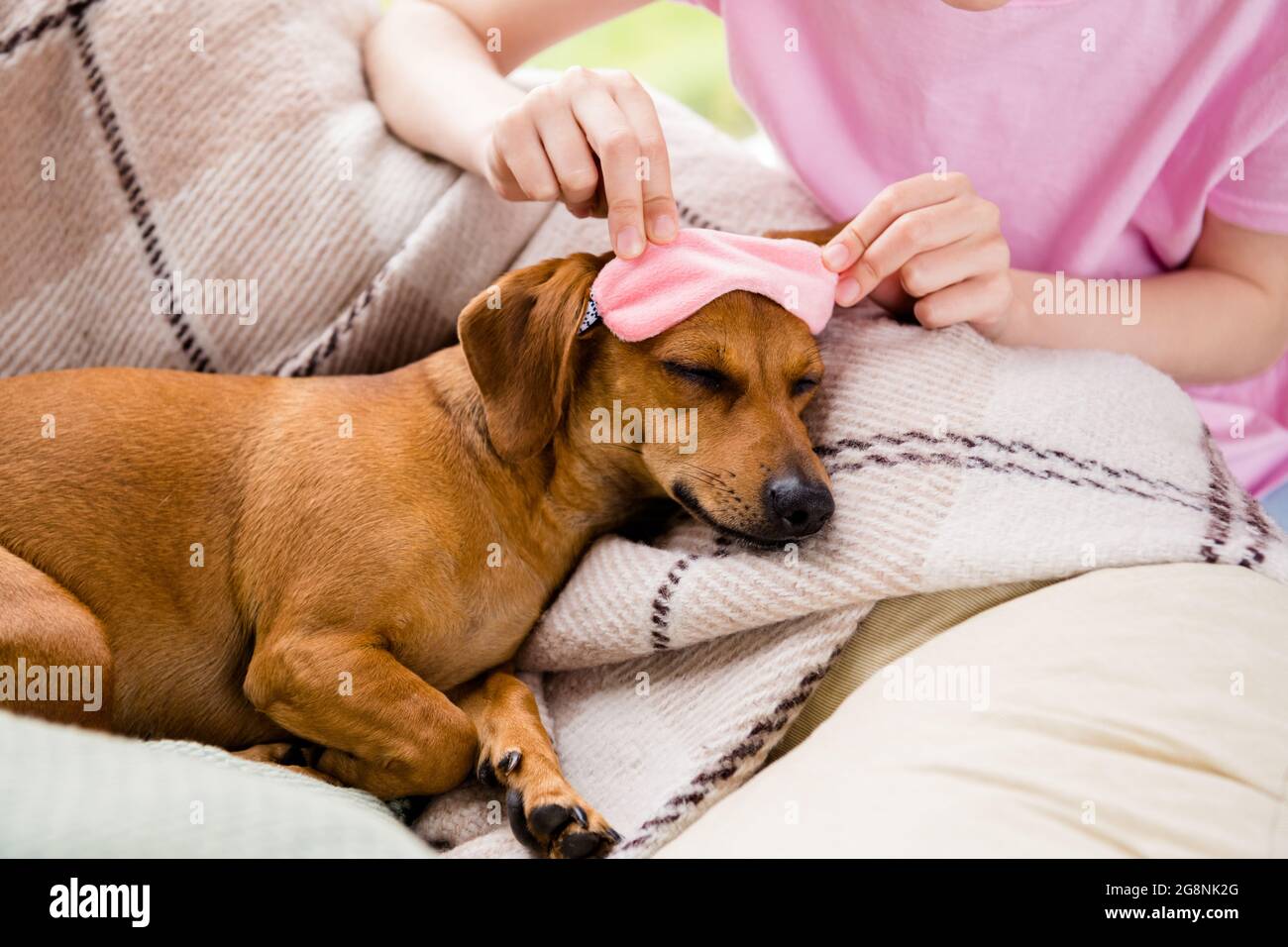 Photo of funny cute brown dog wear pink sleeping mask lying checkered