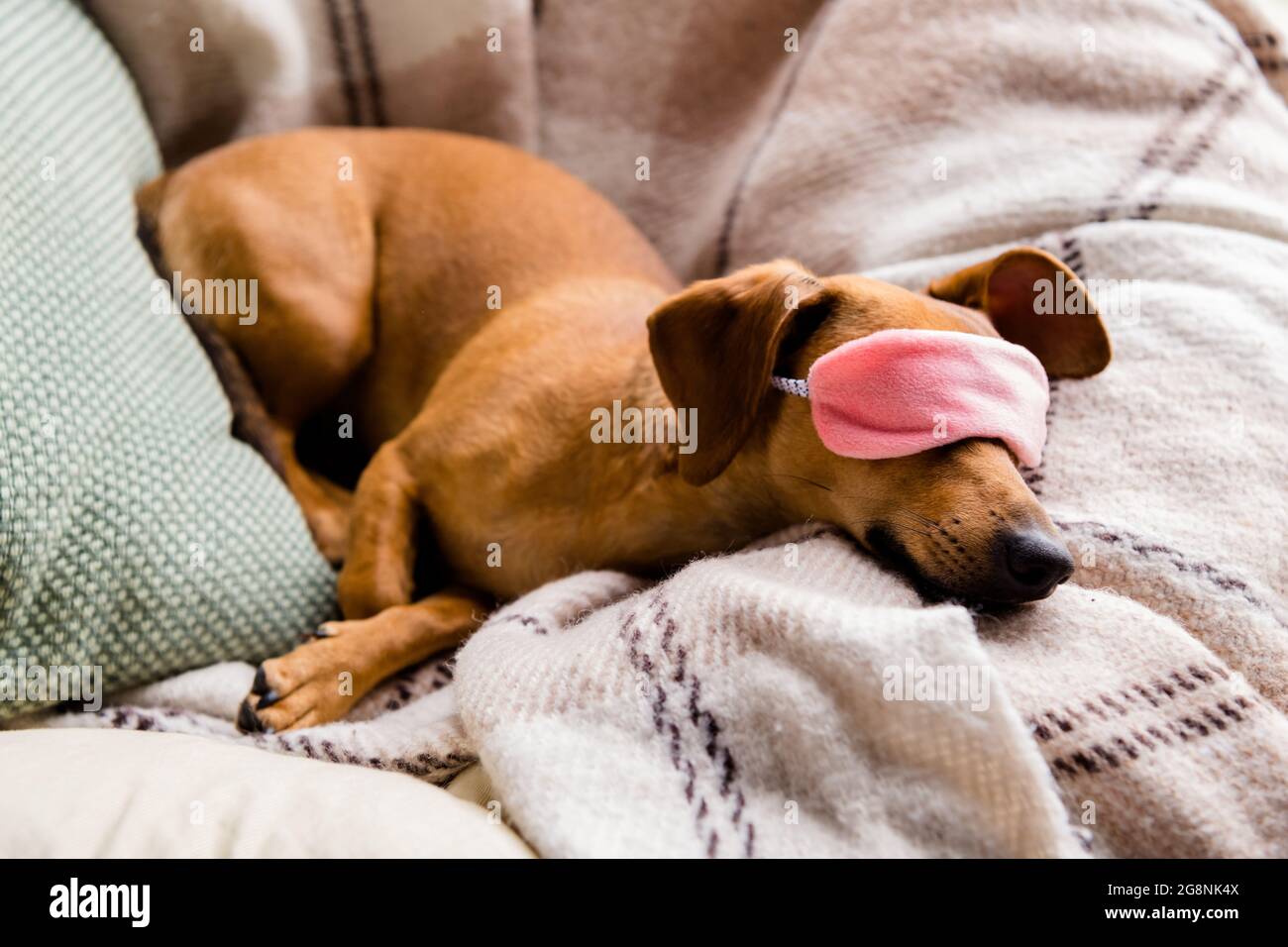 Photo Of Cute Tired Brown Dog Wear Pink Sleeping Mask Covered Eyes Lying Checkered Duvet Indoors House Home Room Stock Photo Alamy