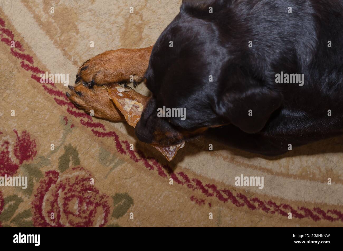 Black dog is lying on carpet and chewing treat. Rottweiler female is ...