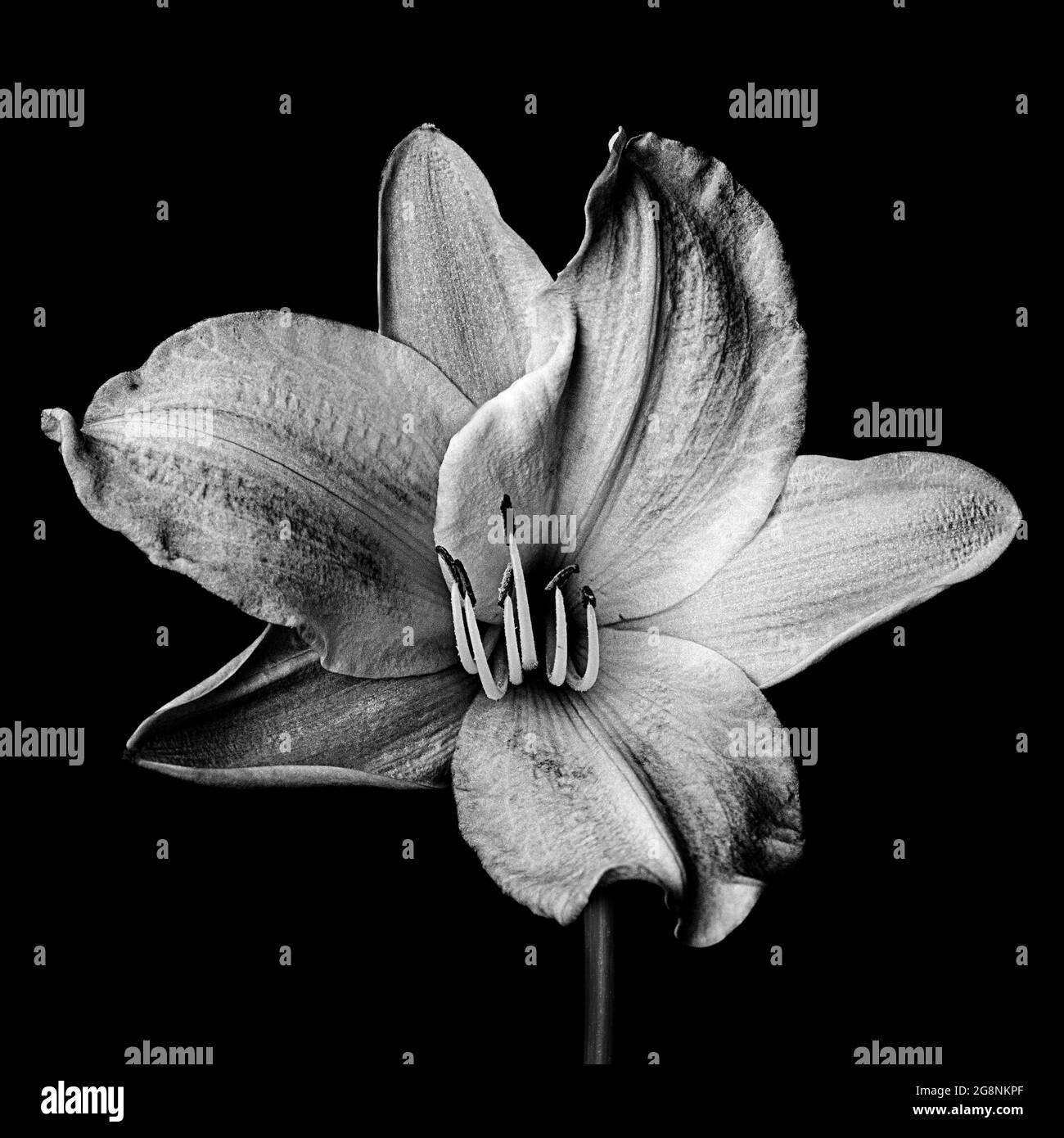 Fine art monochrome botanical portrait of a daylily. Stock Photo