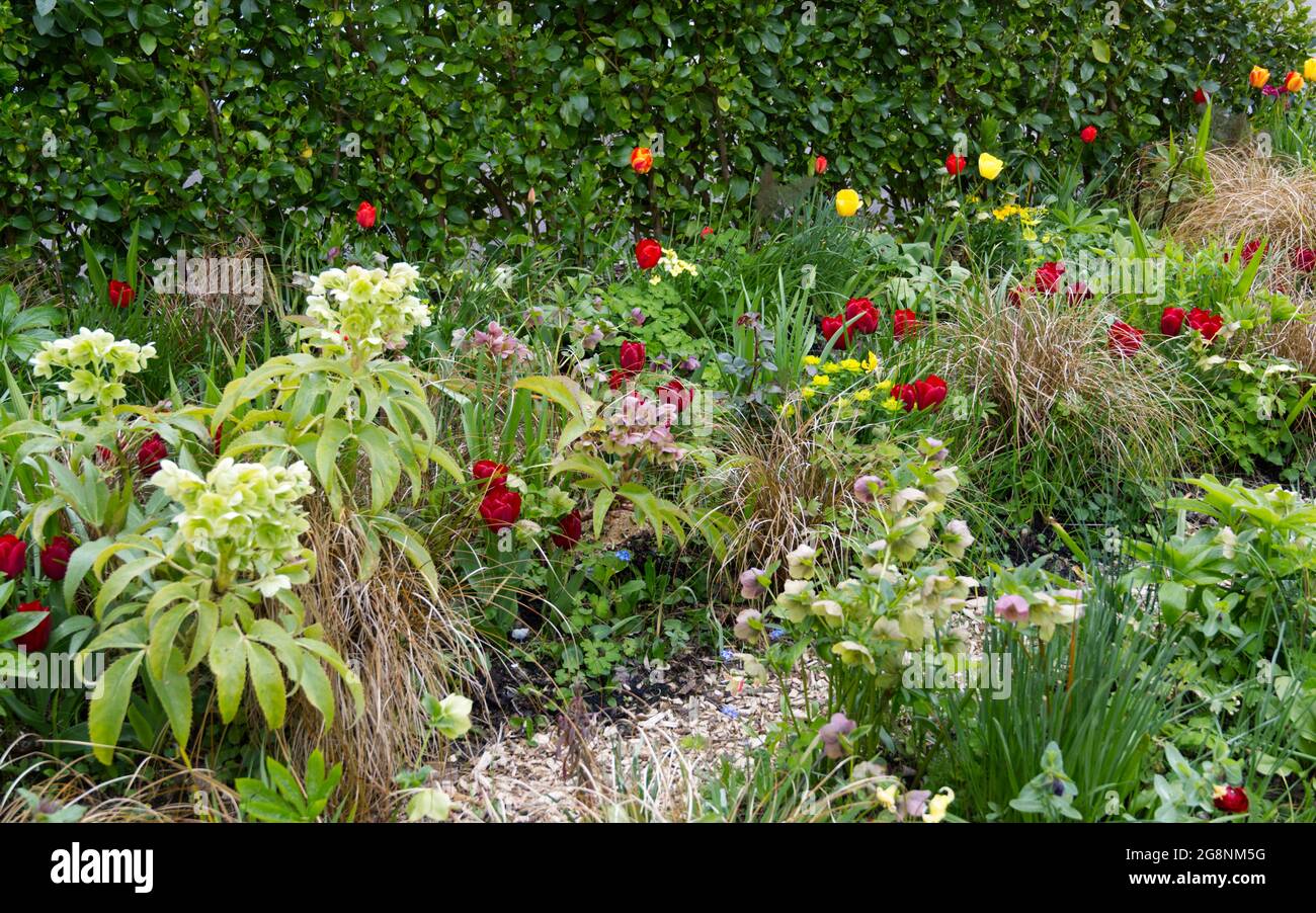 Red Tulip Seadov flowers, hellebore Sternii, euphorbia and bronze carex grass in a spring garden. April UK Stock Photo