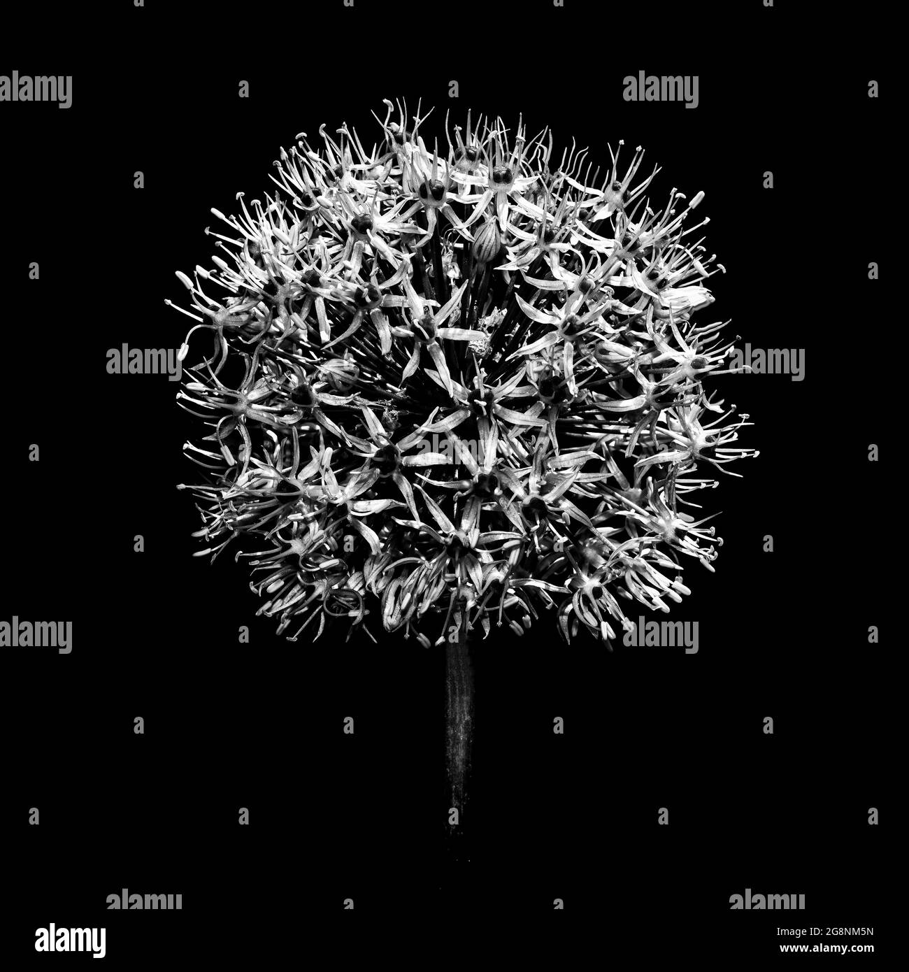 Fine art monochrome botanical portrait of a Allium. Stock Photo