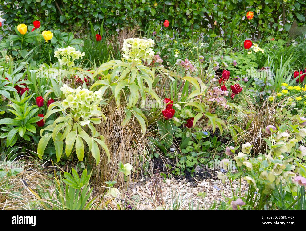 Red Tulip Seadov flowers, hellebore Sternii, euphorbia and bronze carex grass in a spring garden. April UK Stock Photo