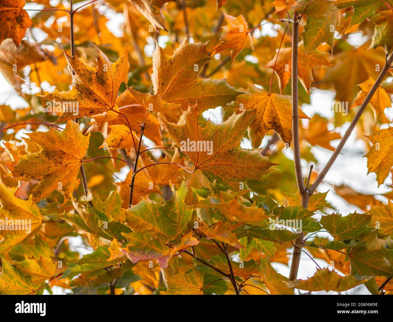 Maple branches with yellow leaves in autumn, in the light of sunset ...