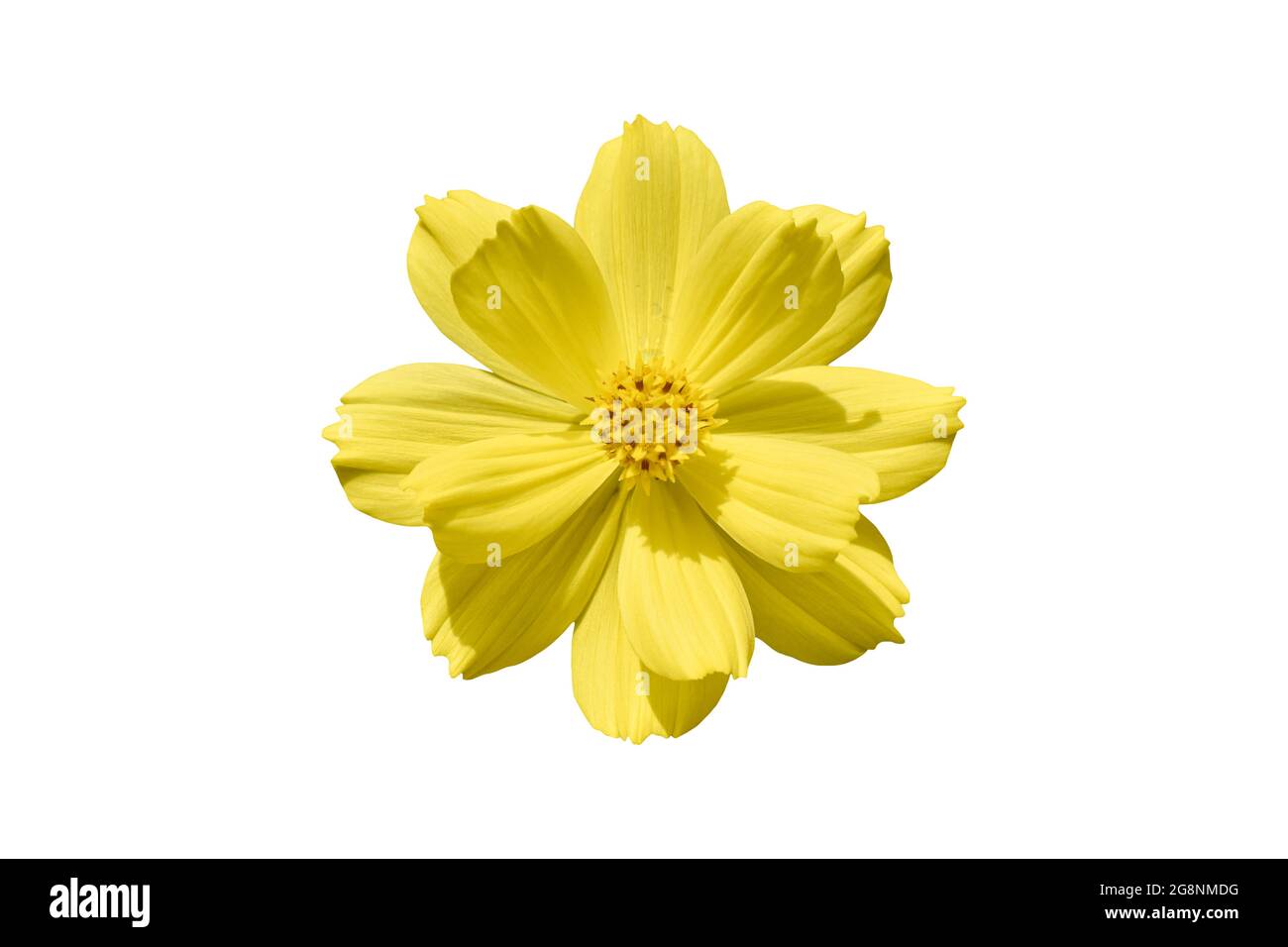 Beautiful yellow cosmos flower (Coreopsideae) Isolated on white