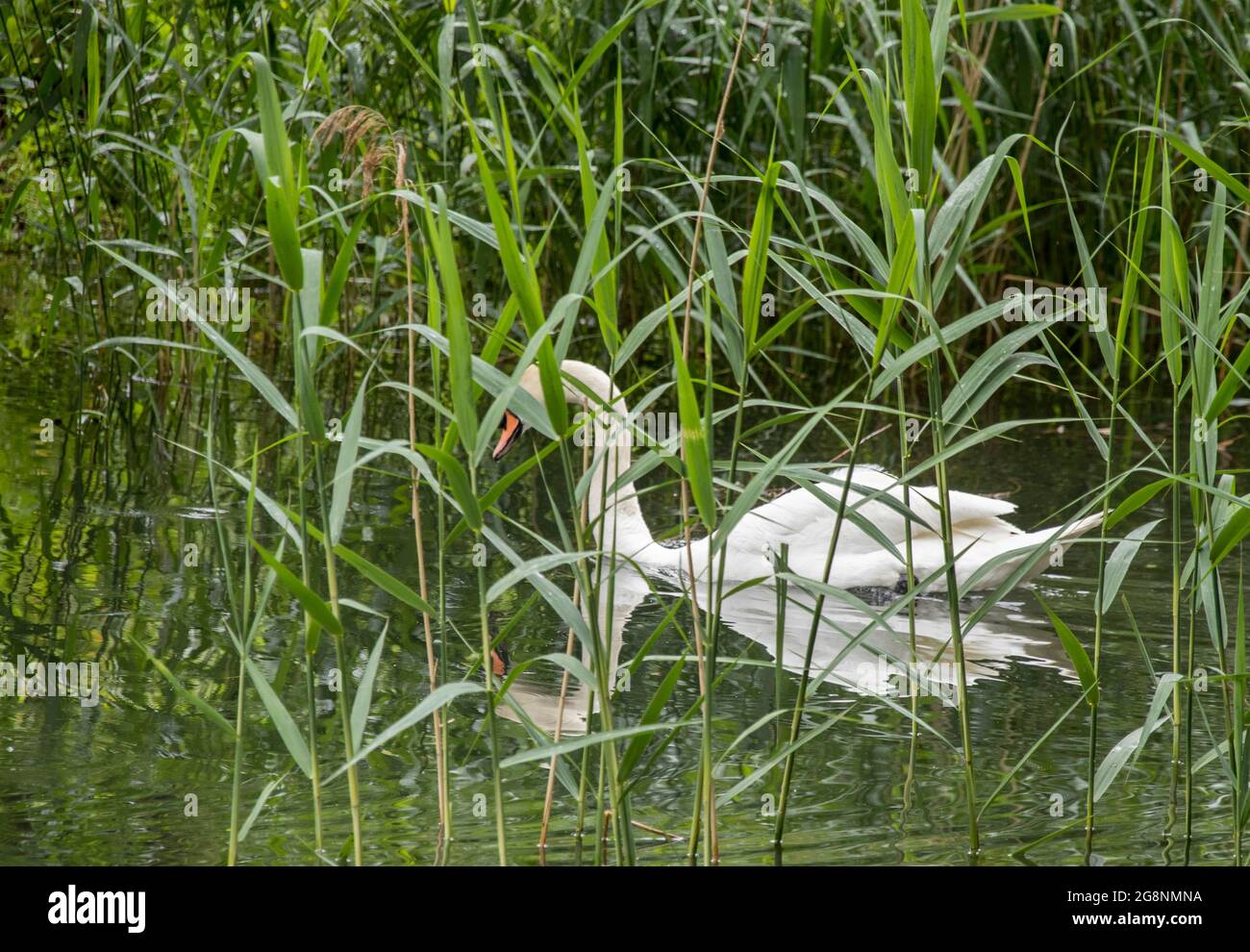 Swans on the lake, Oasi naturale al 'Fossett' di Dervio, Como Lake, Lombardy, Italy, Europe Stock Photo