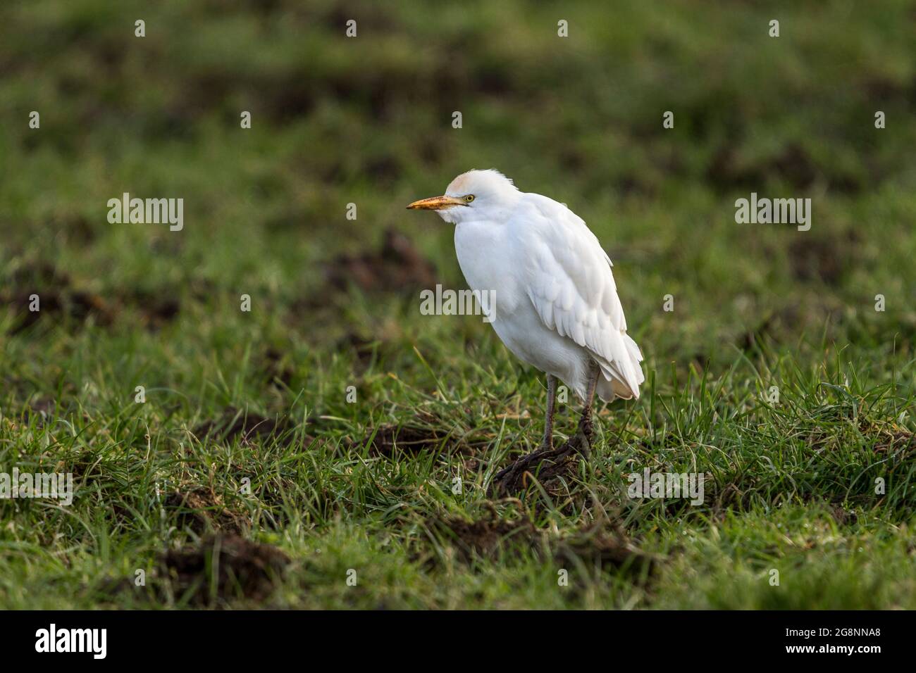 Cattle Egret; Bubulcus ibis; UK Stock Photo - Alamy