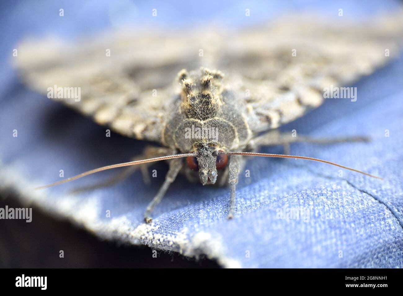 Macro detail of the head of Mormo maura, moth of the Noctuidae family. Located in an old abandoned building in La Rioja, Spain. Stock Photo