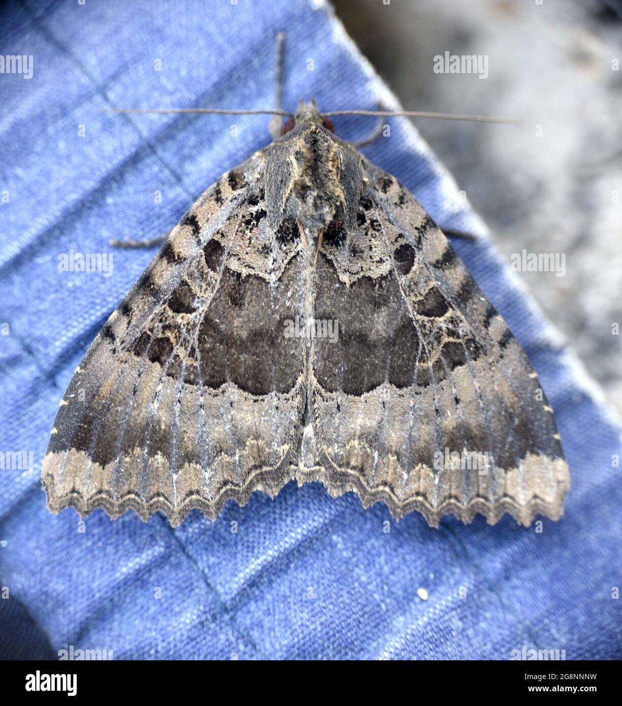 Mormo maura, moth of the family Noctuidae. It flees from the light but with daytime activity. Stock Photo