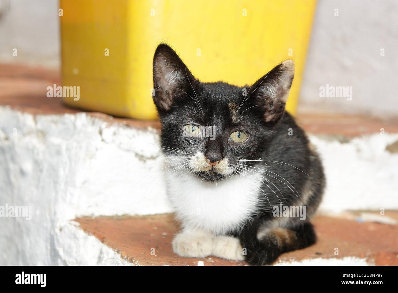 Little stray cat with green eyes. Kitten shot. The concept of tabby stray cats and lifestyle. Stock Photo