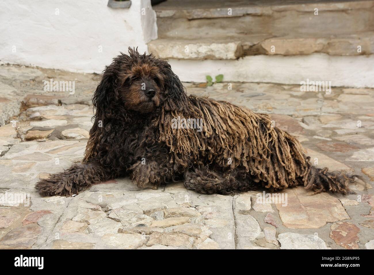 Dirty komondor dog, also known as Hungarian sheepdog, in Carpathian mountains. Dirty funny dog on the snow. Stock Photo