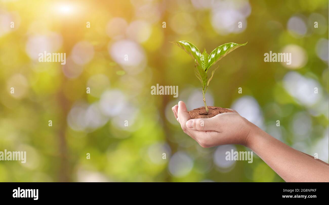 Hand holding young plant on green nature bokeh background. Eco earth ...