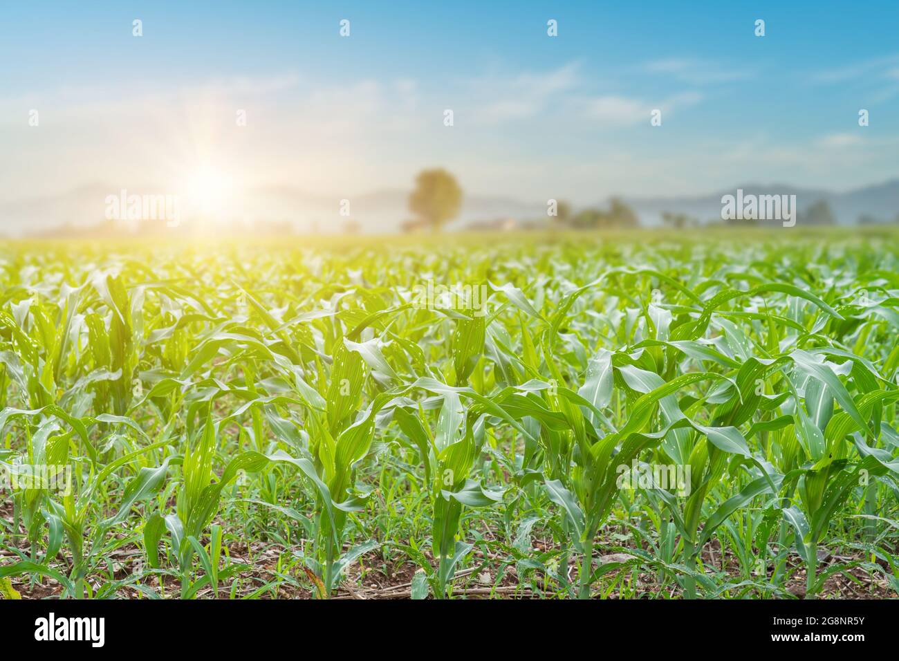 Maize sunrise hi-res stock photography and images - Alamy