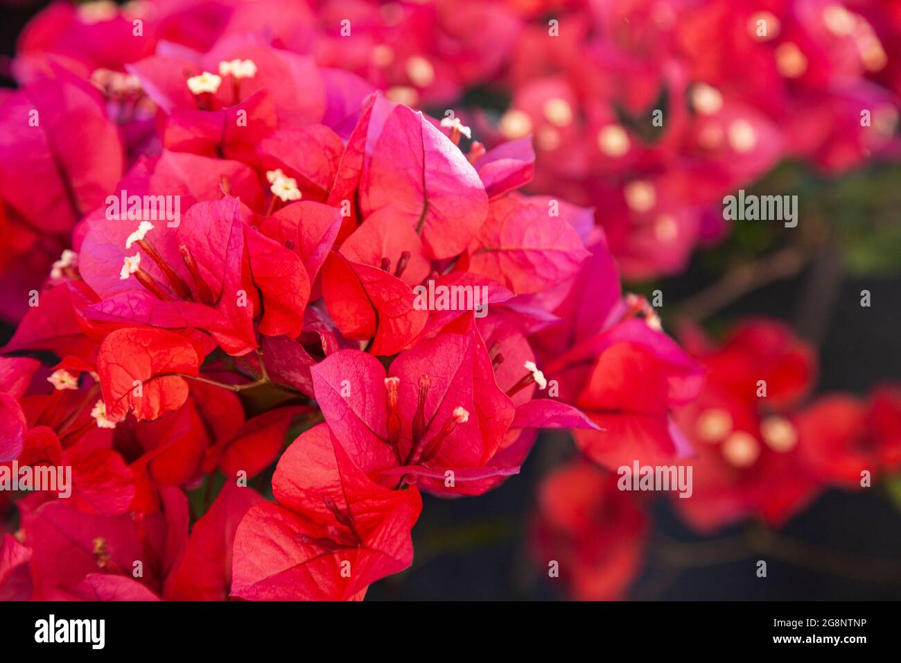 Red bougainvillea blooms in a summer park. Beautiful flowers. Stock Photo