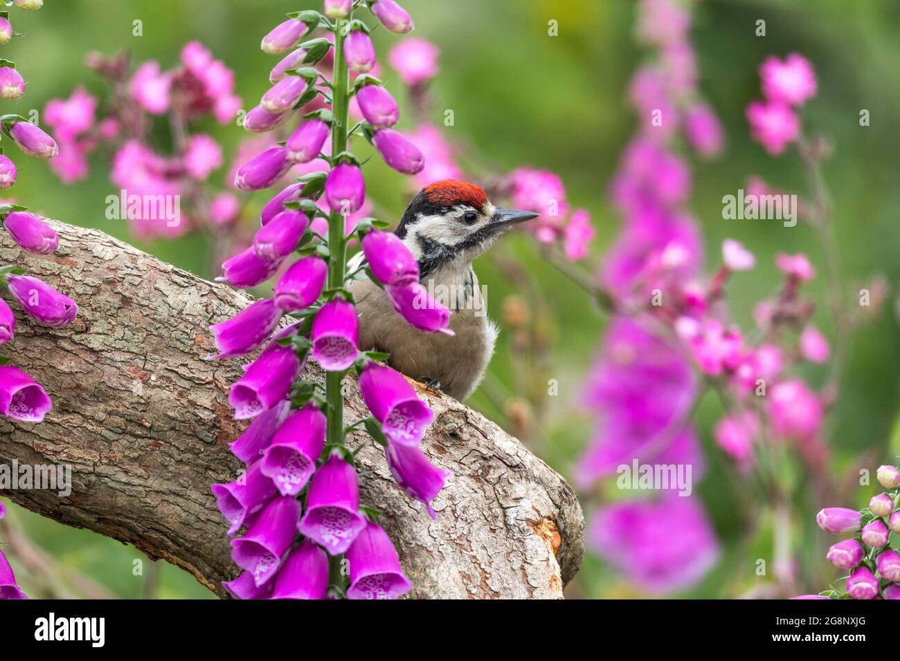 Great Spotted Woodpecker; Dendrocopos major; Young; UK Stock Photo Alamy