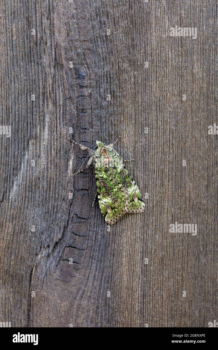 Green Arches Moth; Anaplectoides prasina; on Wood; UK Stock Photo