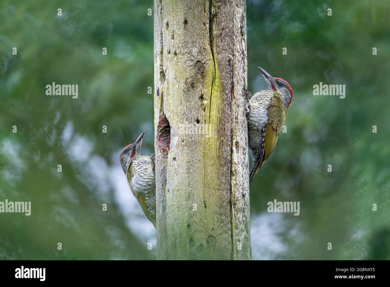 Green Woodpecker; Picus viridis; Juvenile on the Right; UK Stock Photo