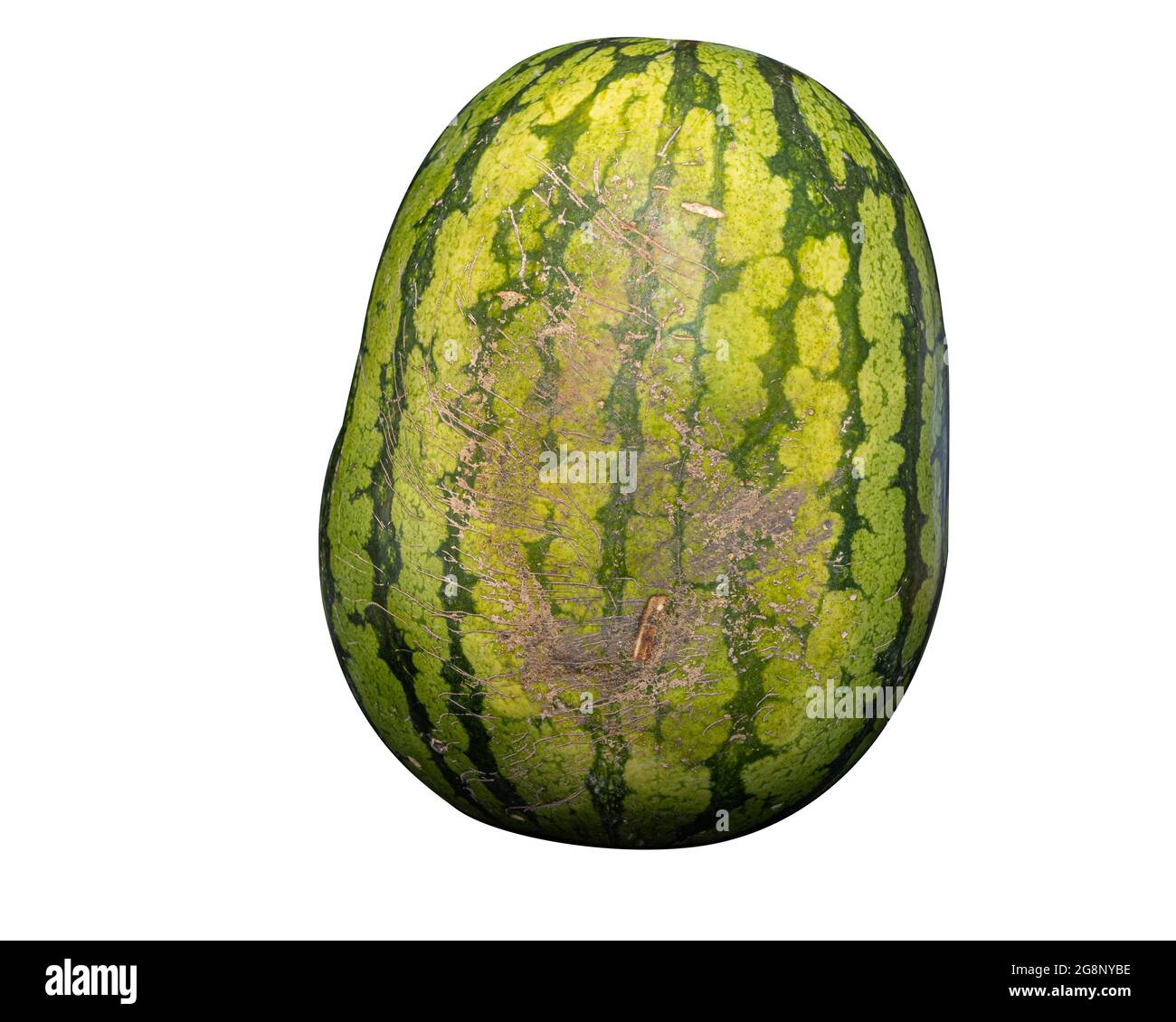 Whole watermelon with webbing, isolated on a white background Stock Photo -  Alamy