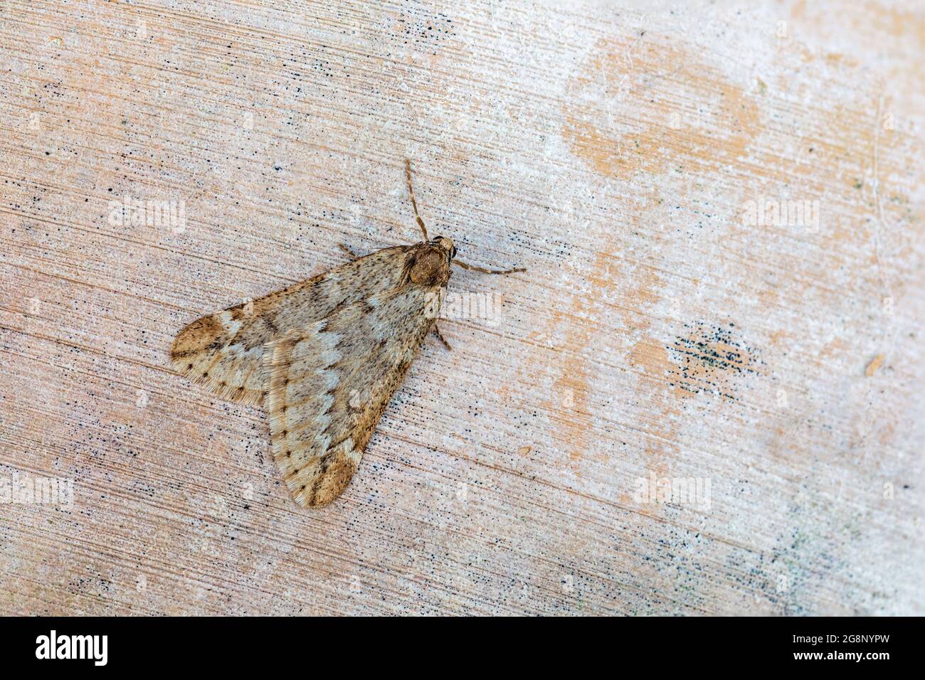 March Moth; Alsophila aescularia; UK Stock Photo - Alamy
