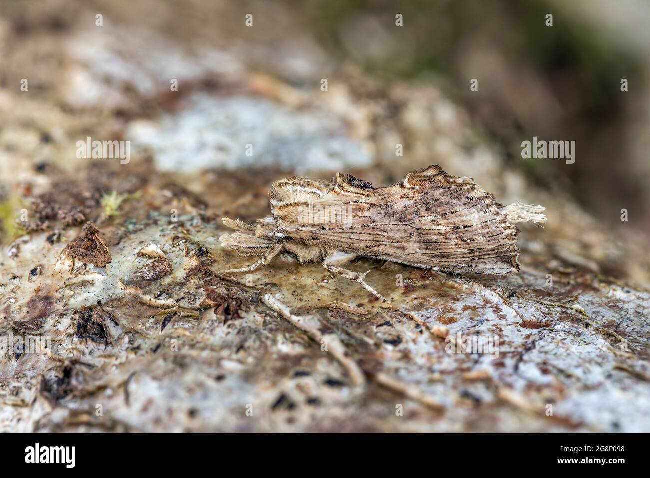 Pale Prominent Moth; Pterostoma palpina; UK Stock Photo