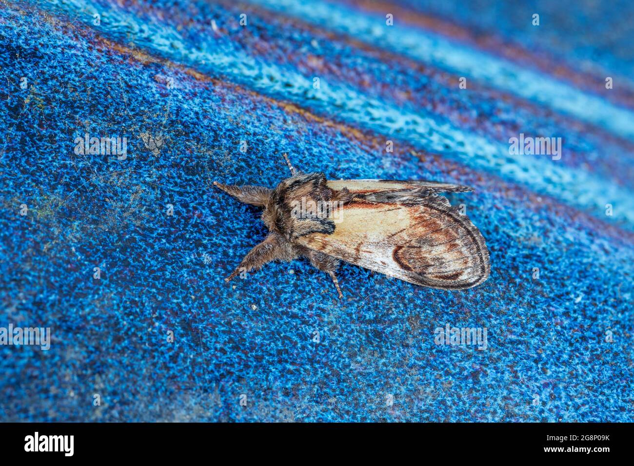 Pebble Prominent Moth; Notodonta ziczac; on Blue Pot; UK Stock Photo