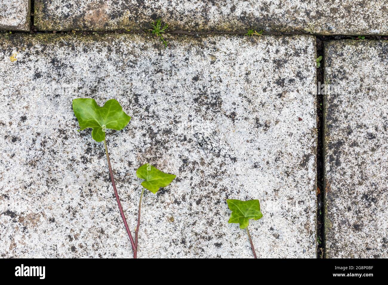 Peppered Moth; Biston betularia; on Stone; UK Stock Photo