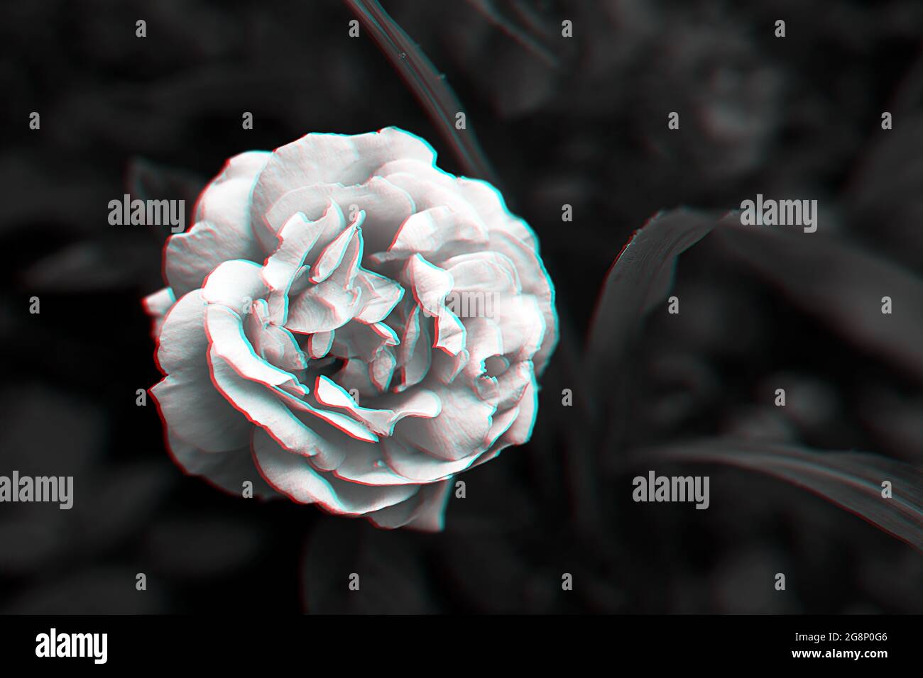 Single rose on dark background with glitch effect in black and white Stock  Photo - Alamy