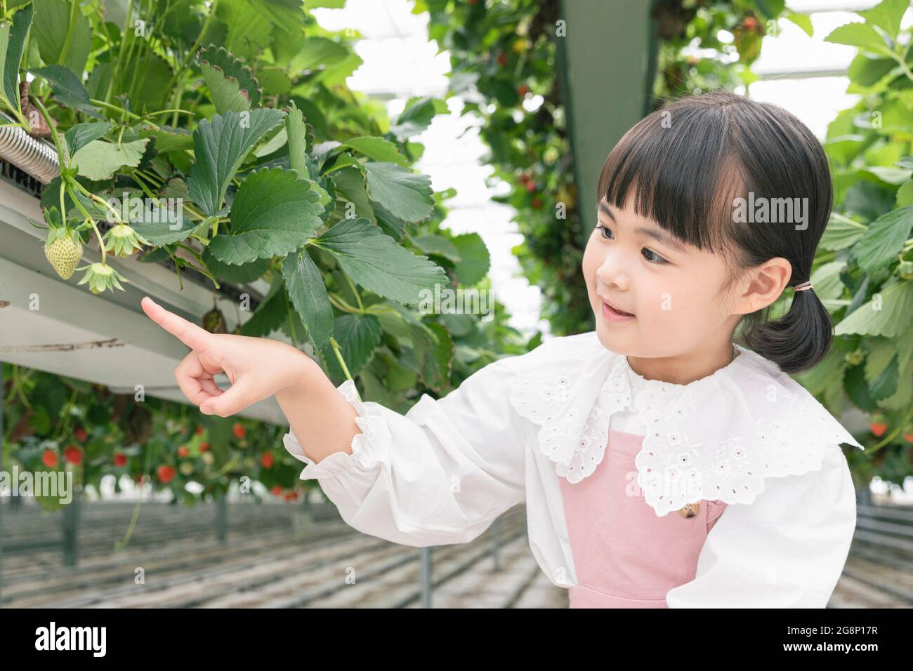 happy Asian girl picking strawberries in farm Stock Photo - Alamy