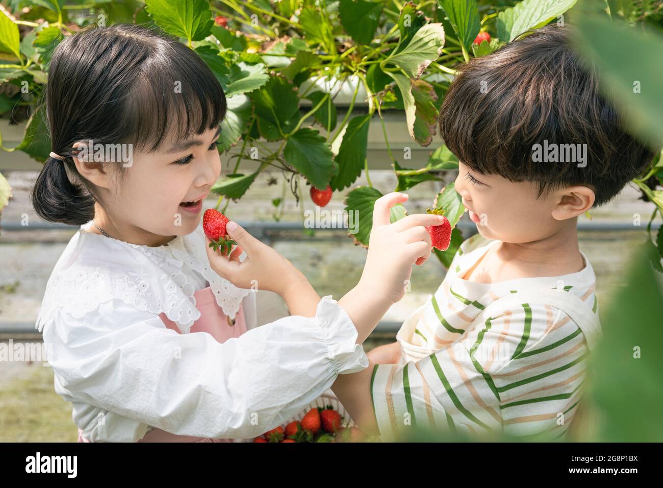 Happy girl eating strawberries in hi-res stock photography and images ...