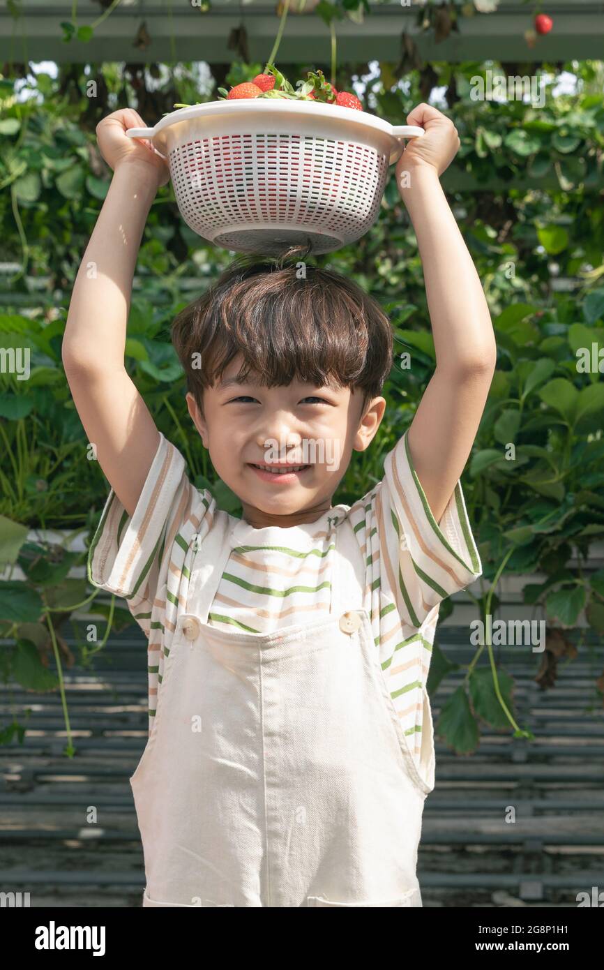 happy young Asian boy with strawberry basket in farm Stock Photo Alamy