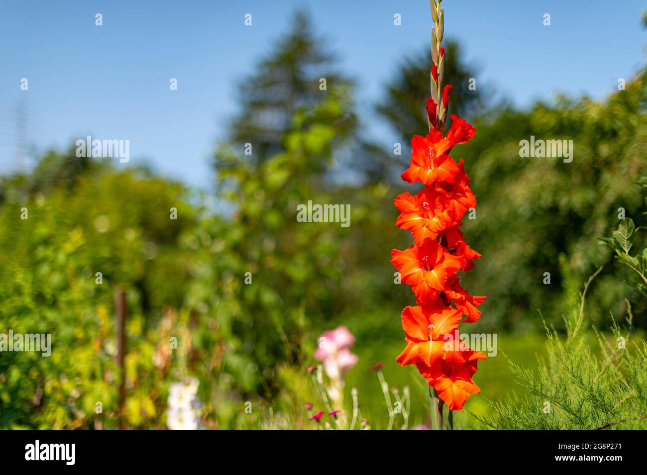 Gladiolus flower on a green background. A beautiful specimen of Gladiolus communis ssp. byzantinus, photographed in the morning sun.Beauty in natur. Stock Photo