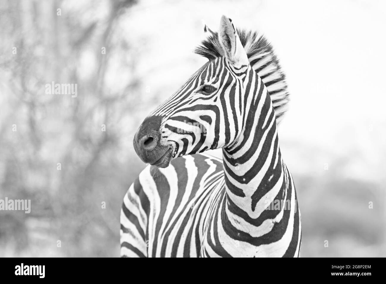 Zebra stallion [equus quagga] looking right in Africa Stock Photo