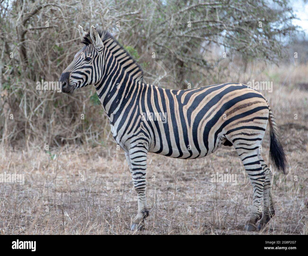 Male Zebra stallion [equus quagga] in South Africa RSA Stock Photo Alamy