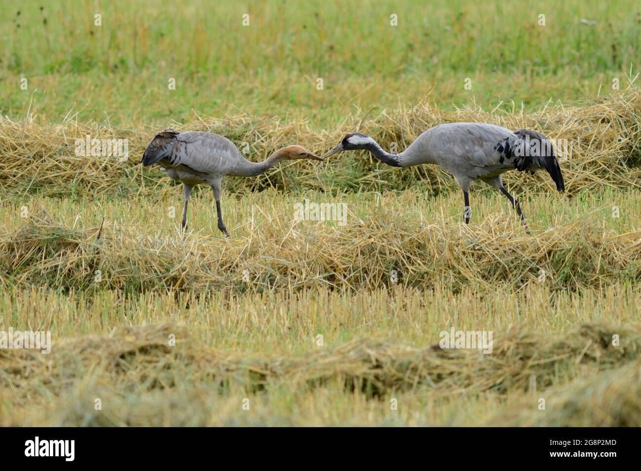 Young crane hires stock photography and images Alamy