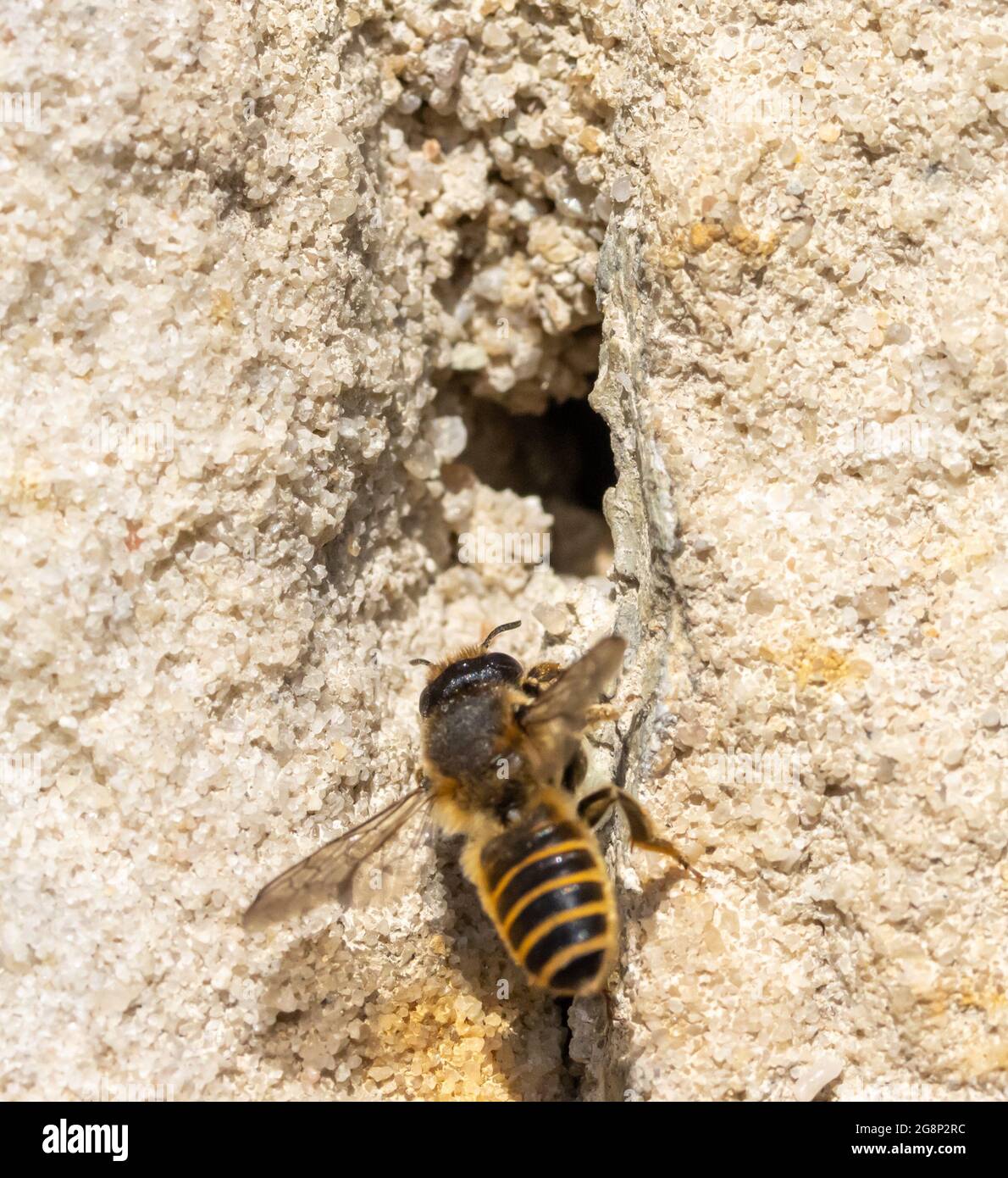 The solitary honey bee arrive at front of a hole - entrance to her nest in wall of a old house. Stock Photo