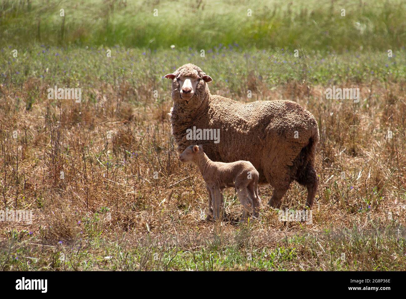 Lambs In Paddock Lamb farm australia hi-res stock photography and images - Alamy