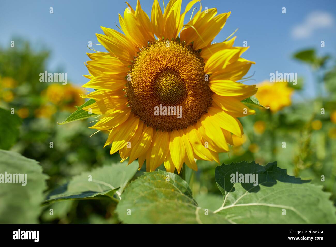 A sunny field of sunflowers in glowing yellow light Stock Photo - Alamy